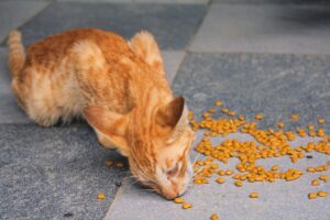 A Vet’s Perspective on Prescription Pet Foods