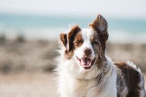 Canine Chronicles