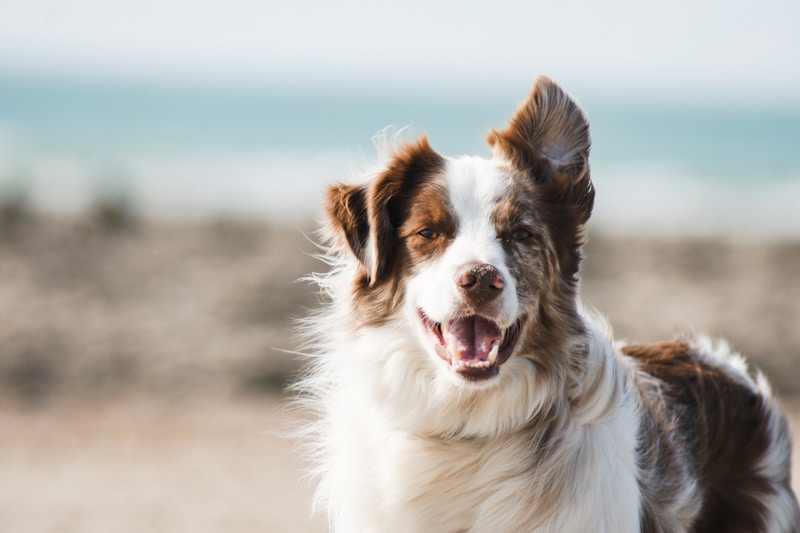 Canine Chronicles