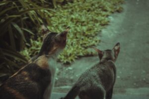 Catnip Kingdom