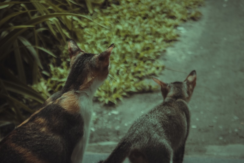 Catnip Kingdom
