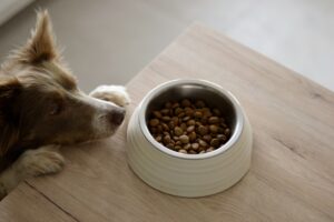 Common Pet Food Myths—Debunked!