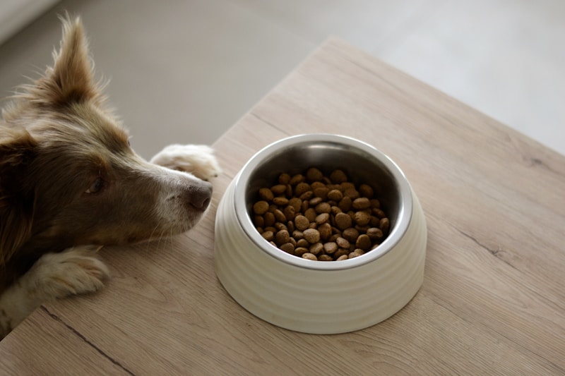 Common Pet Food Myths—Debunked!