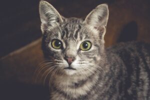 Feline Fantasies
