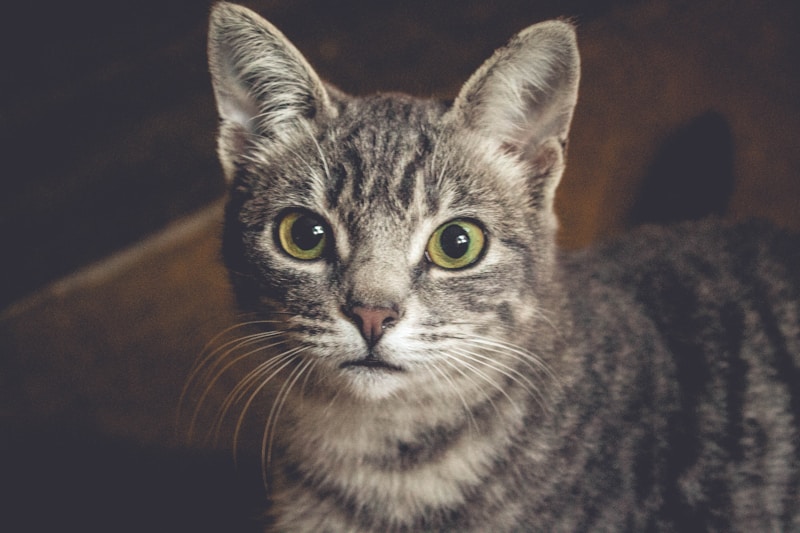 Feline Fantasies