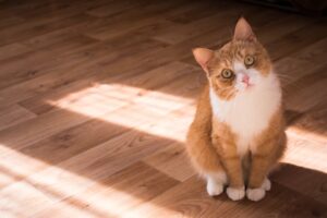 Feline Fantasies
