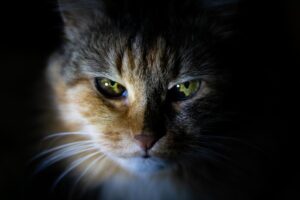 Feline Mystique