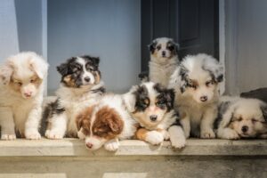 Fur-Ever Friends