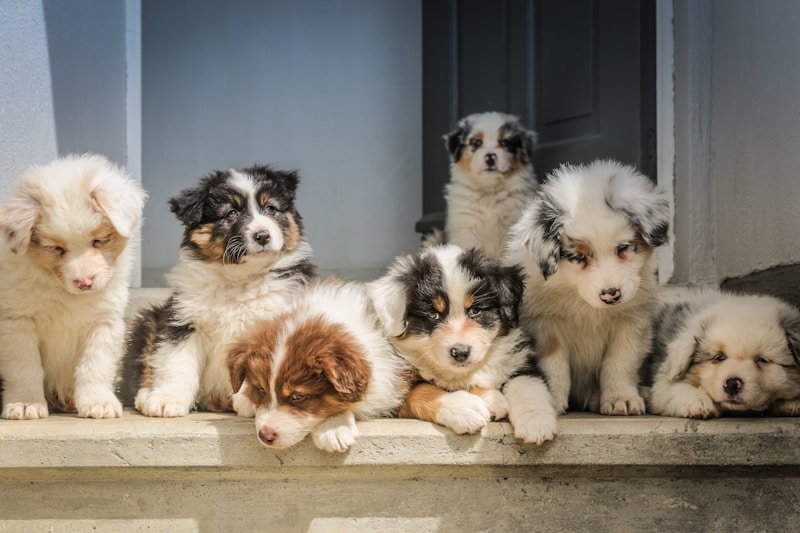Fur-Ever Friends