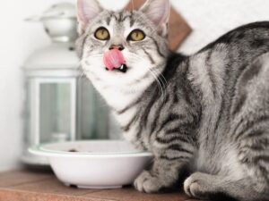 How Often Should You Feed Your Pet