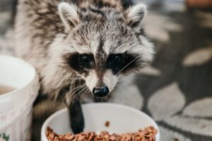How to Choose Pet Food Based on Breed Size