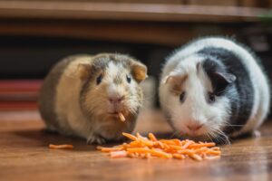 How to Transition Your Pet to a New Food Safely