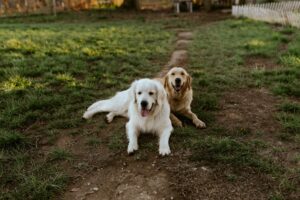Man’s Best Friend The Story of Dogs