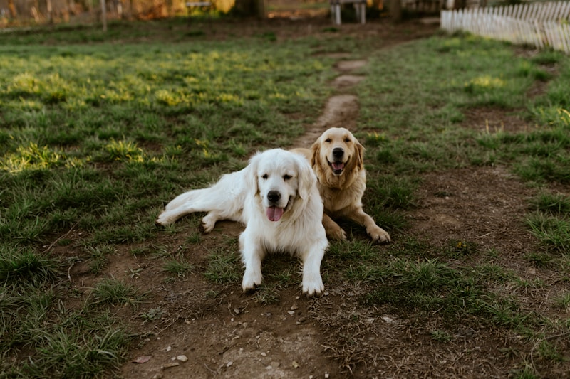 Man’s Best Friend The Story of Dogs