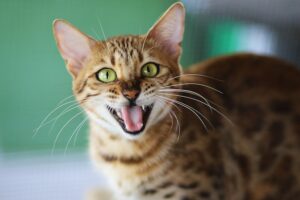 Nine Lives A Cat’s Journey