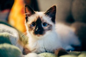 Nine Lives and Counting