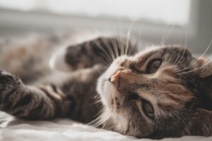 Paws and Reflect