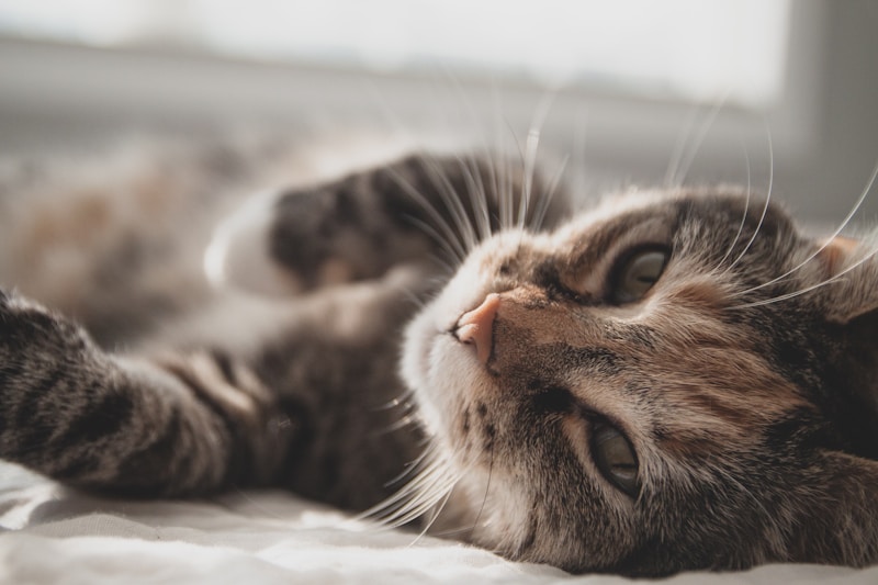 Paws and Reflect