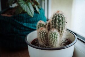 Pet Nutrition Myths You Should Stop Believing