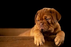Puppy Love and Other Disasters