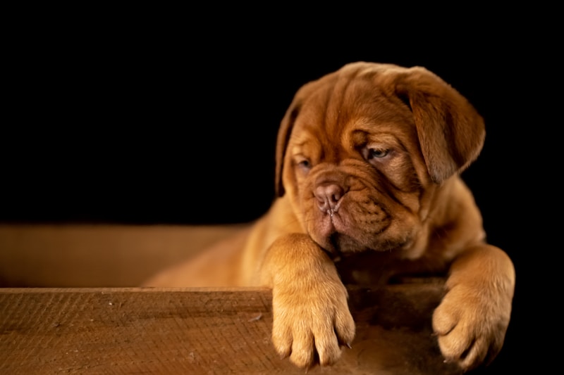 Puppy Love and Other Disasters