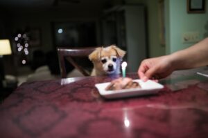 Sustainable and Eco-Friendly Pet Food Options