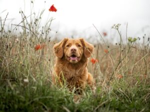 The Bark Side Humor for Dog Lovers