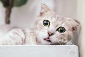 The Cat Who Knew Everything