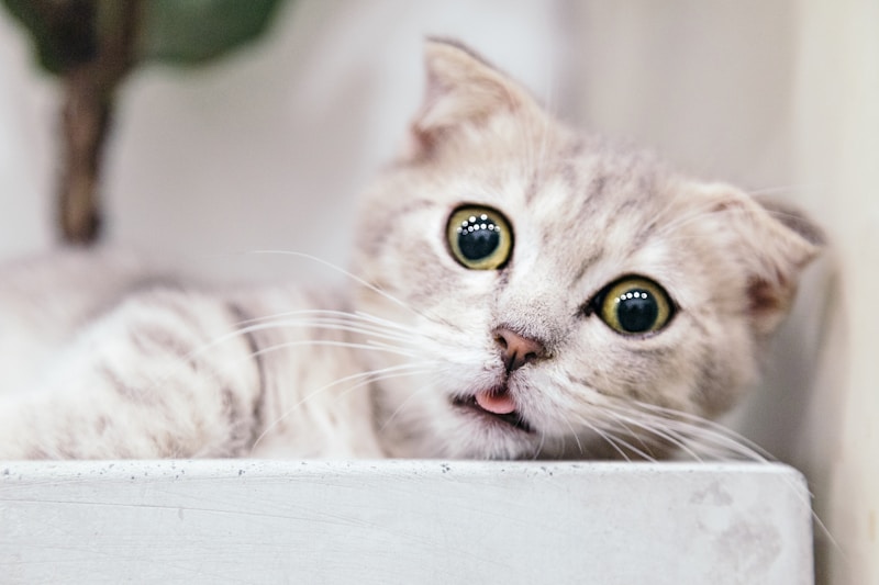 The Cat Who Knew Everything