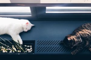 The Cat's Eye View