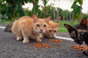The Rise of Insect-Based Pet Food