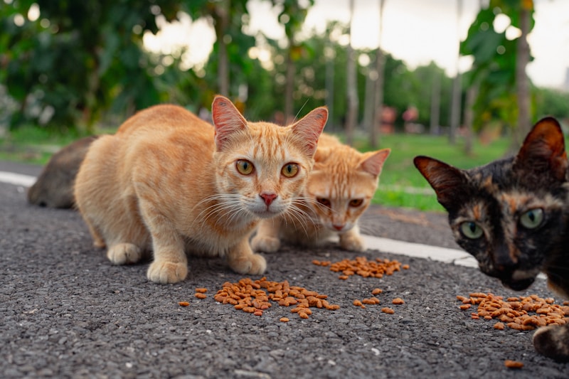 The Rise of Insect-Based Pet Food
