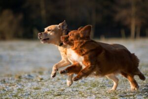 Through a Dog’s Eyes
