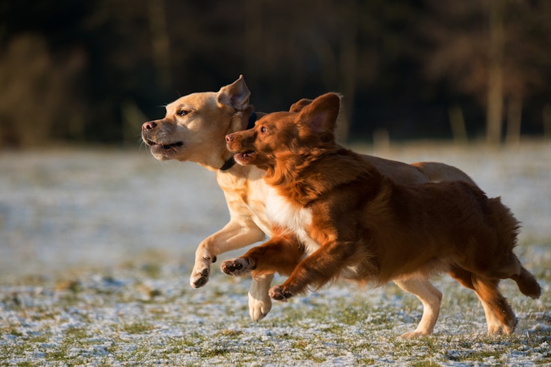 Through a Dog’s Eyes