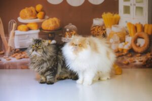 Understanding Pet Food Allergies and Intolerances