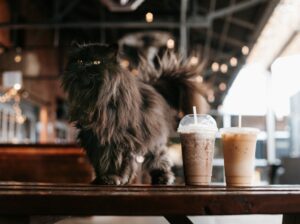 Wet vs. Dry Pet Food Which is Better