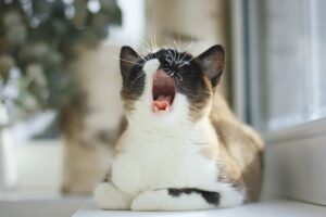 Whiskered Mysteries